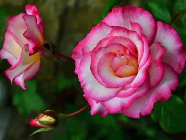 Красивая розовая роза с бутонами крупным планом