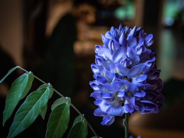 Красивый фиолетовый цветок глицинии