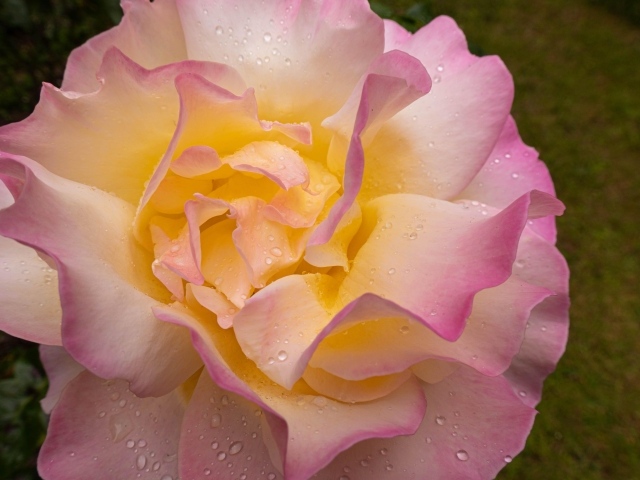 Красивая роза Глория Дей в каплях росы