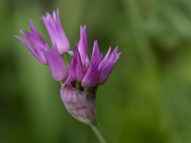 Распускающийся сиреневый цветок африканского лука