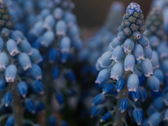 Голубые весенние цветы мускари крупным планом