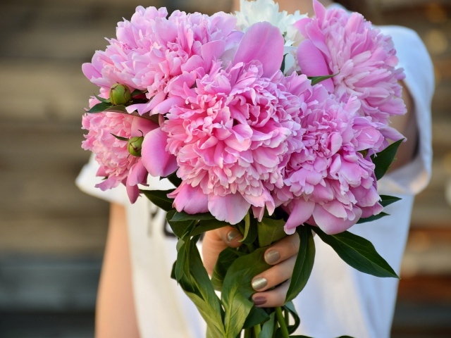 Букет розовых ароматных пионов в руке