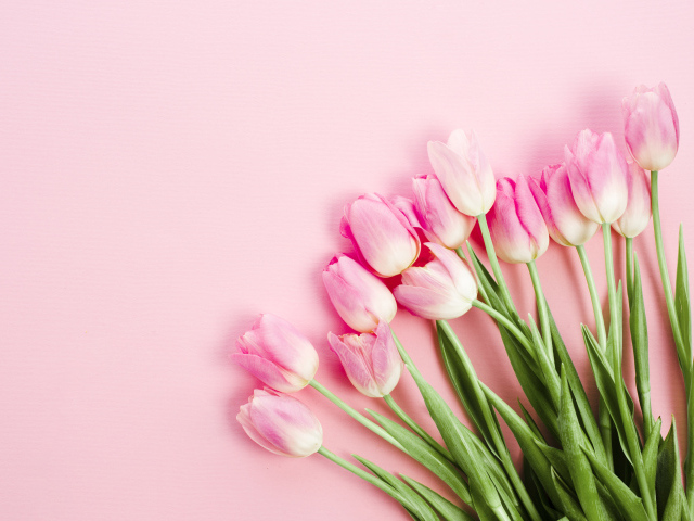 Букет розовых тюльпанов с зелеными листьями весной