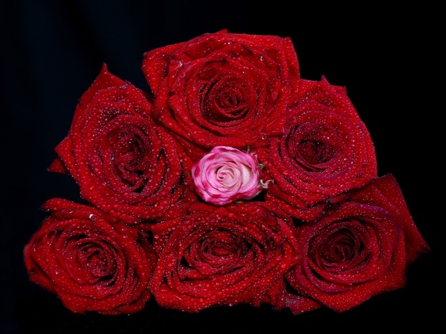 Букет красных роз в каплях воды на черном фоне