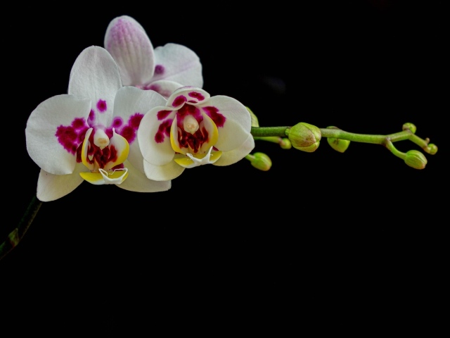 Ветка с необычными цветами орхидеи с бутонами на черном фоне
