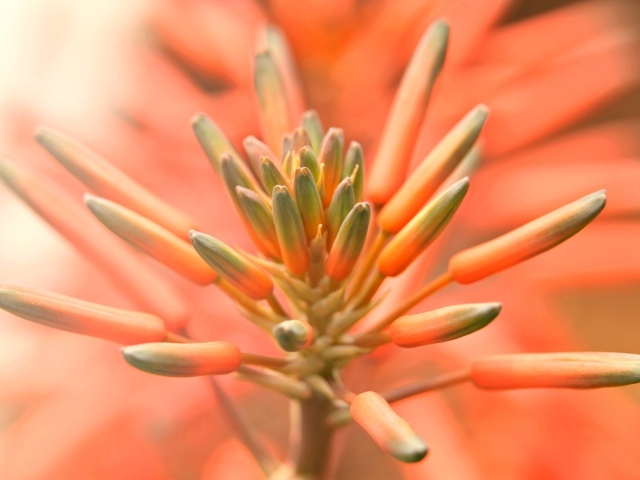 Бутоны оранжевого комнатного цветка лилии