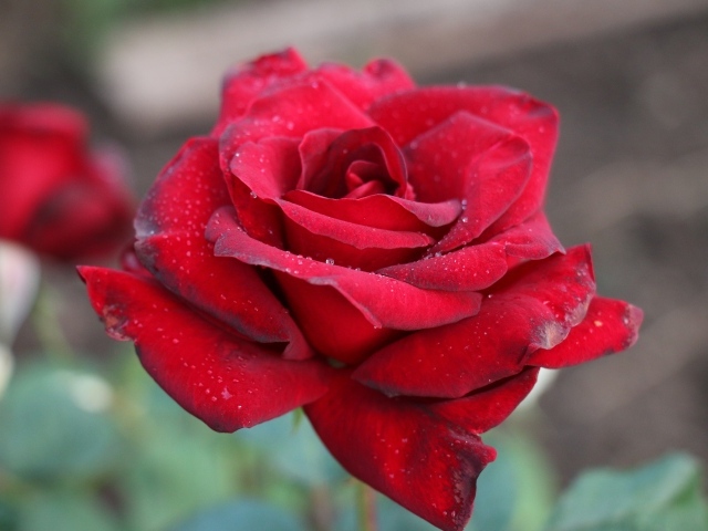 Бордовая чайная роза крупным планом