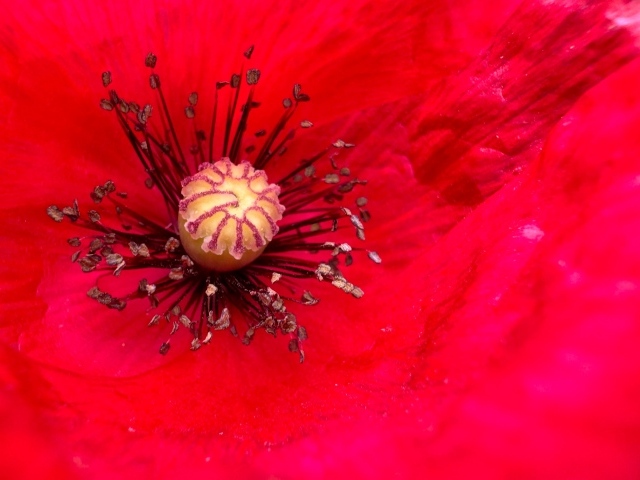 Серединка большого красного мака крупным планом