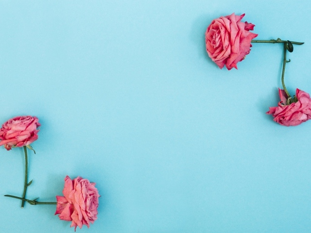 Декор из розовых роз на голубом фоне