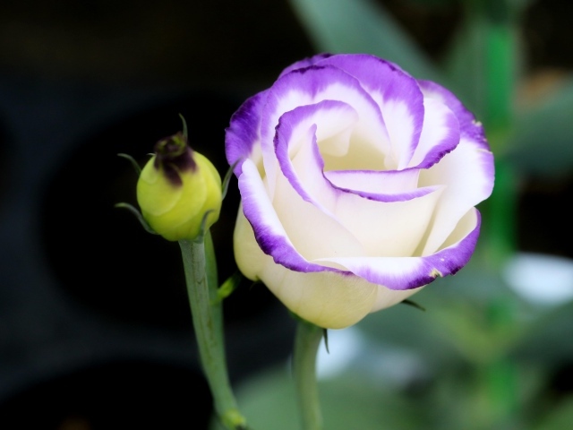 Нежный цветок эустомы с бутоном крупным планом