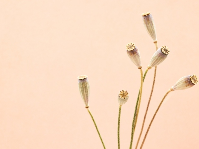 Высушенные отцветшие цветы на бежевом фоне