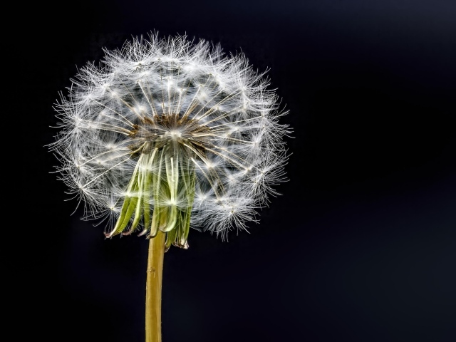 Отцветший белый одуванчик на черном фоне