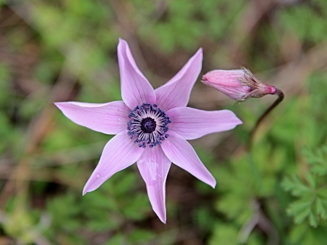 Лесной цветок анемона с бутоном крупным планом