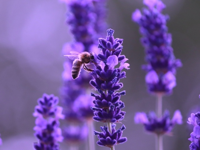 Ароматные фиолетовые цветы полевой лаванды