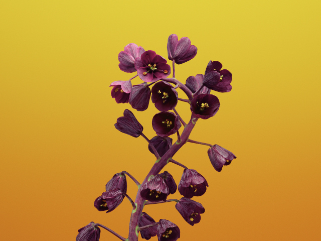 Цветы рябчика на желтом фоне