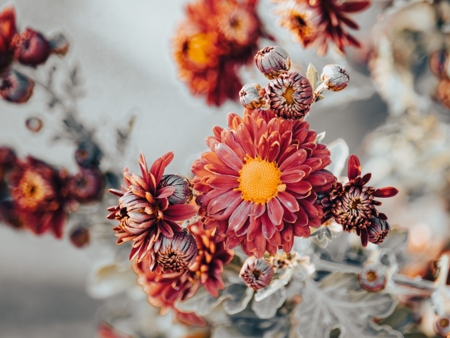 Заморозки на оранжевых лепестках садовой хризантемы