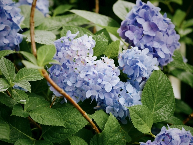 Садовая гортензия в зеленых листьях