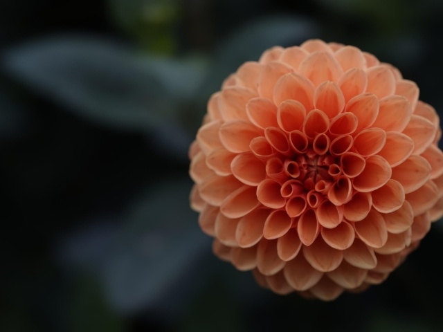 Большой оранжевый цветок георгина крупным планом