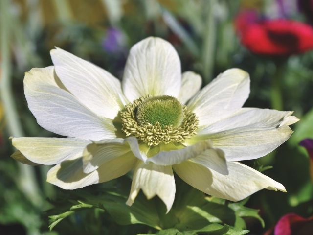Крупный белый цветок анемона на клумбе