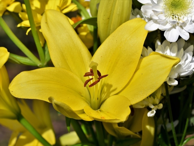 Крупные желтые лилии в букете с хризантемами