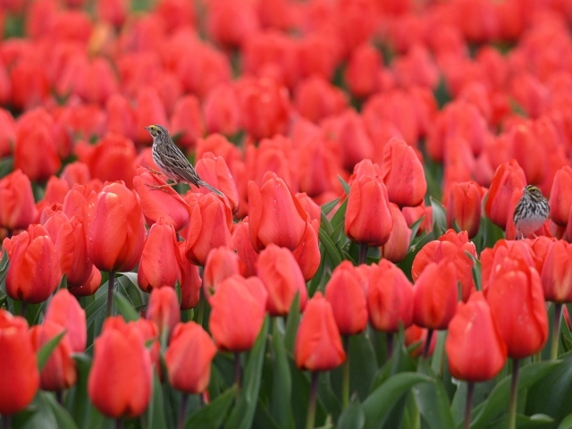 Маленькие птички сидят на красных тюльпанах