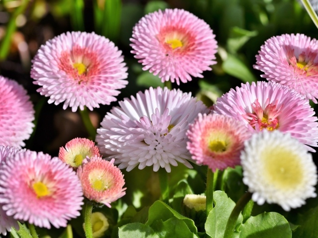 Много розовых маргариток крупным планом