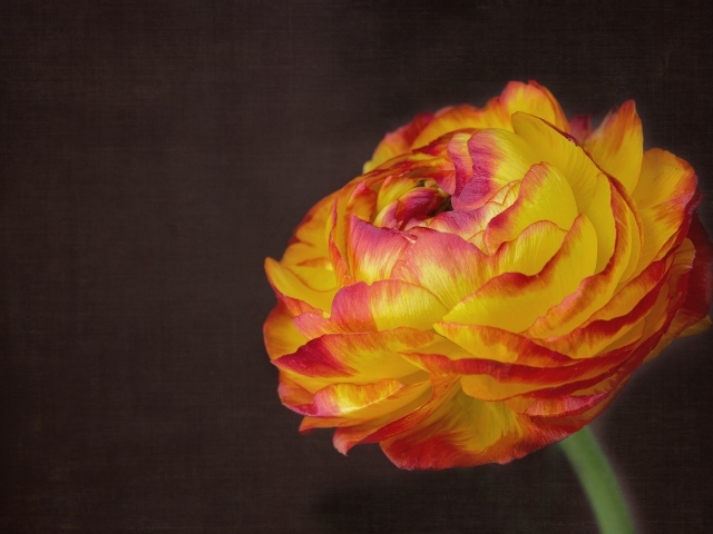 Оранжевый цветок лютика крупным планом на сером фоне