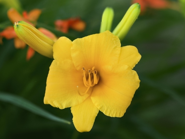 Оранжевый лилейник с бутонами крупным планом