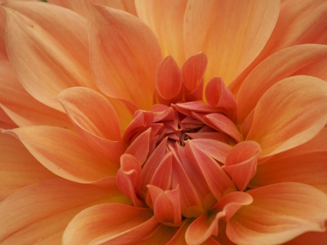 Оранжевый крупный цветок георгина крупным планом