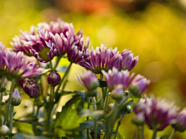 Розовые распускающиеся хризантемы на клумбе