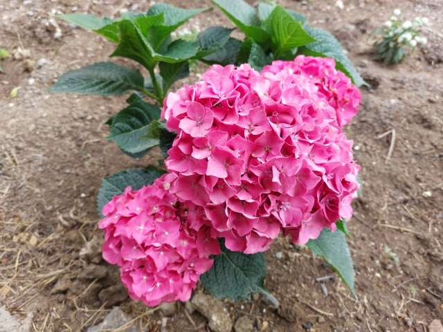 Розовая гортензия в саду на клумбе