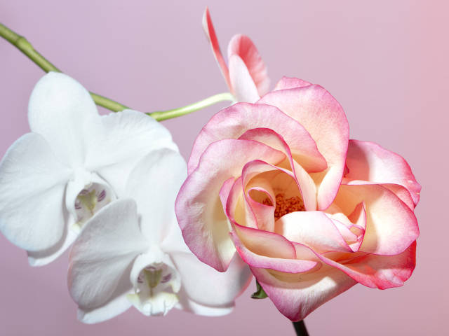 Розовая роза с белыми цветы орхидеи на розовом фоне