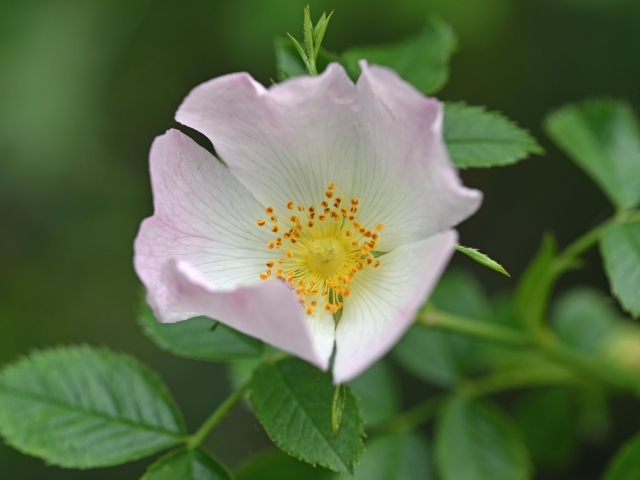 Розовый цветок шиповника с зелеными листьями крупным планом