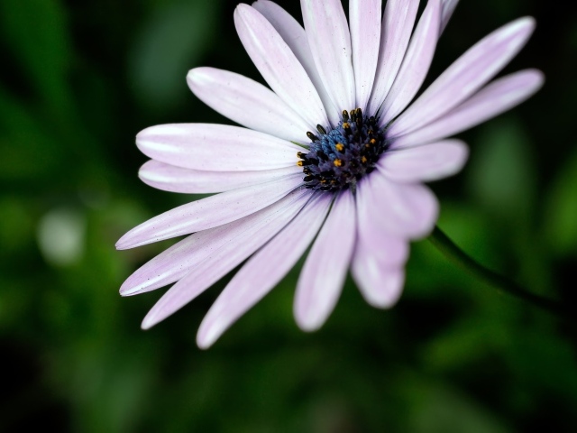 Фиолетовый цветок остеоспермум крупным планом