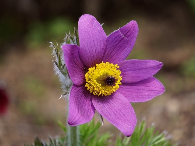 Фиолетовый цветок анемона с желтой серединкой крупным планом на поле