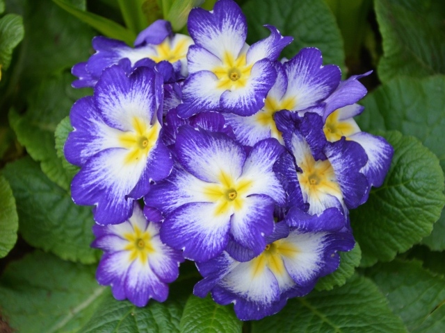 Фиолетовый комнатный цветок примула крупным планом