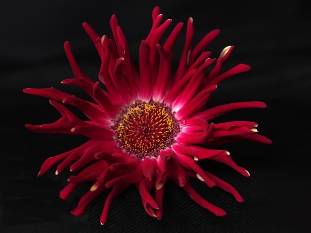 Красный цветок георгина с острыми лепестками на черном фоне