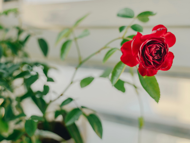 Красный цветок комнатной розы