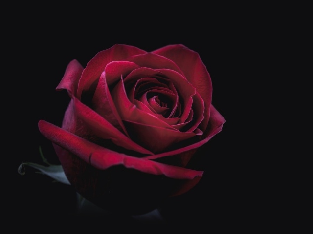 Цветок красной розы на черном фоне
