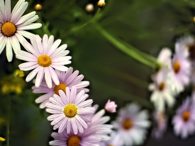 Маленькие белые ромашки для фона