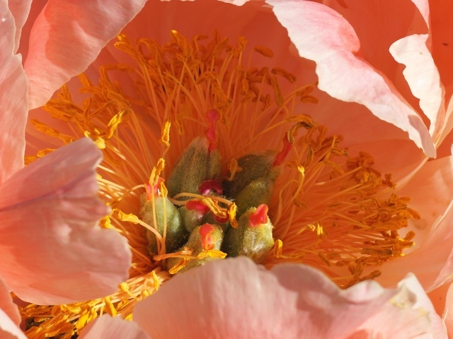 Серединка розового цветка пиона