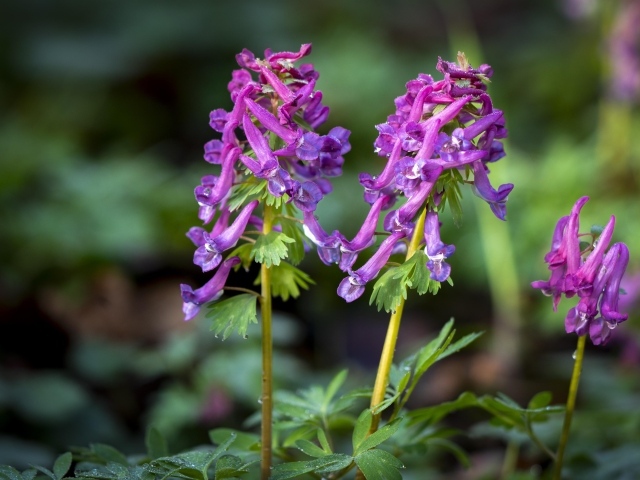 Первые весенние лесные цветы