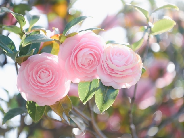 Три розовых цветка магнолии на ветках  