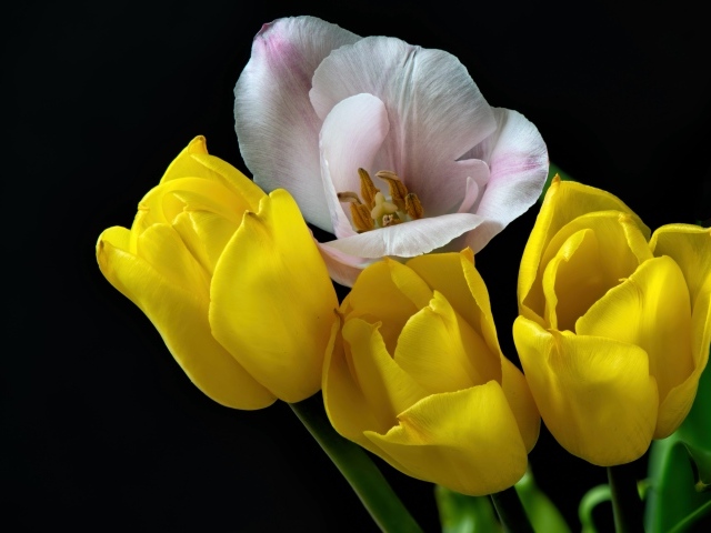 Три желтых тюльпана и один розовый на черном фоне