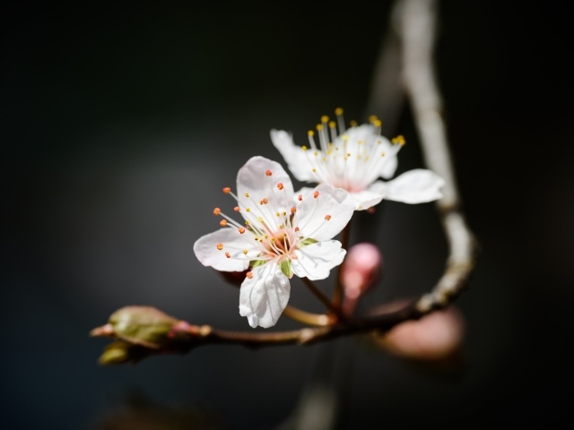 Два белых цветка вишни крупным планом