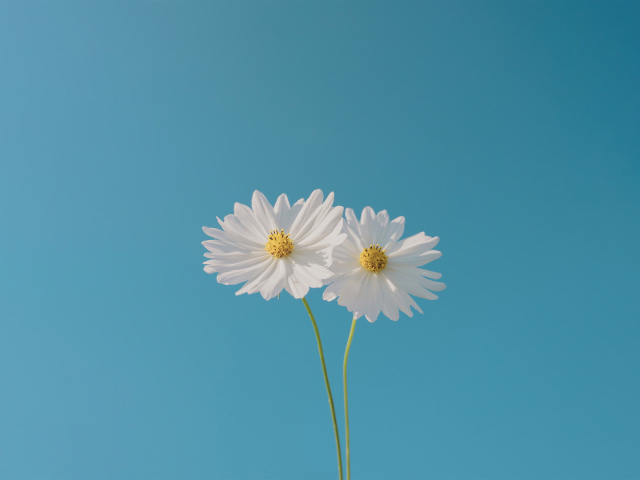 Два белых цветка космеи на голубом фоне
