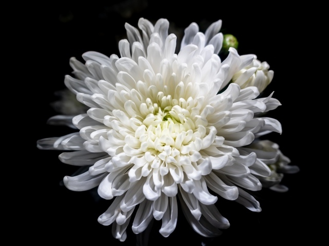 Белый осенний цветок хризантемы на черном фоне крупным планом