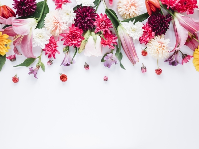 Белый фон со свежими разноцветными цветами