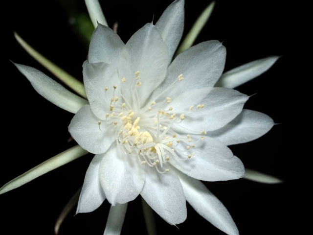 Белый цветок кактуса на черном фоне