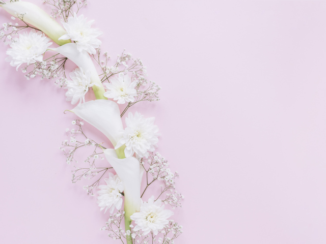 Белые цветы каллы и хризантемы на розовом фоне